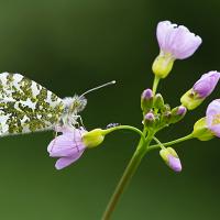 Orange Tip 3 